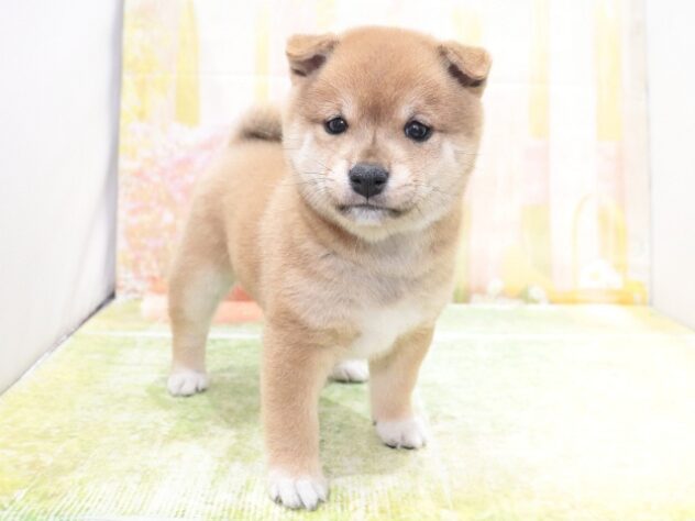 大阪府の豆柴 (アミーゴ鳳店/2026年1月18日生まれ/女の子/赤)の子犬の3枚目の画像