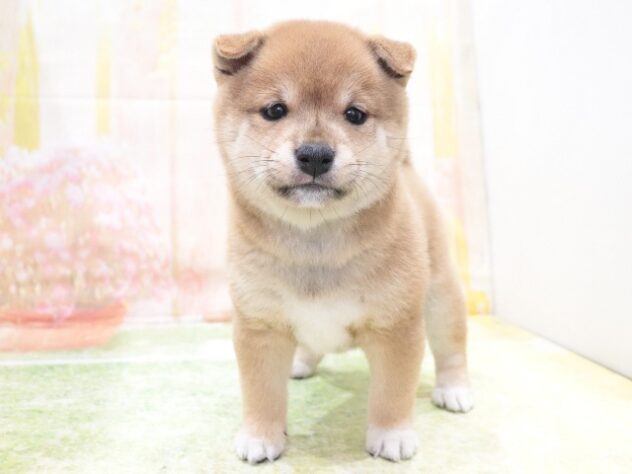 大阪府の豆柴 (アミーゴ鳳店/2026年1月18日生まれ/女の子/赤)の子犬の4枚目の画像