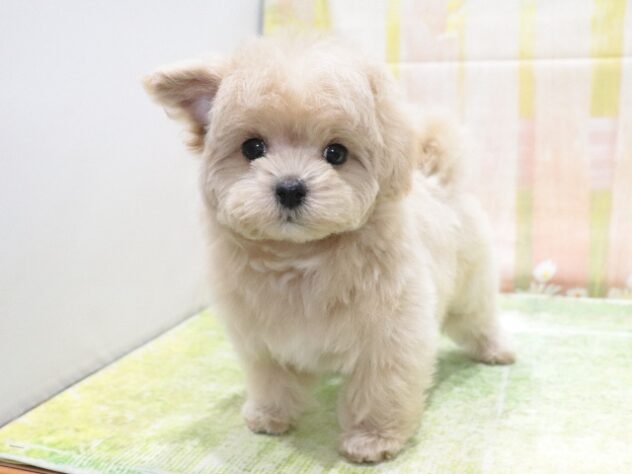 大阪府のハーフ犬・ミックス犬 (アミーゴ鳳店/2026年1月6日生まれ/女の子/クリーム)の子犬の2枚目の画像