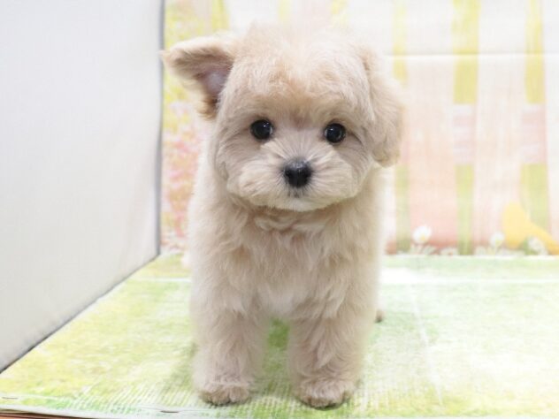 大阪府のハーフ犬・ミックス犬 (アミーゴ鳳店/2026年1月6日生まれ/女の子/クリーム)の子犬の3枚目の画像