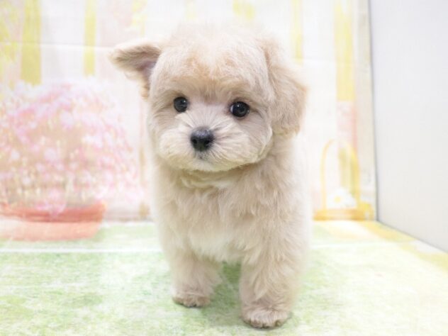 大阪府のハーフ犬・ミックス犬 (アミーゴ鳳店/2026年1月6日生まれ/女の子/クリーム)の子犬の4枚目の画像