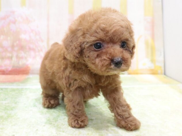 大阪府のトイプードル(トイ) (アミーゴ鳳店/2026年1月26日生まれ/女の子/レッド)の子犬の2枚目の画像