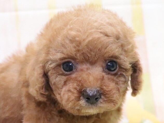 大阪府のトイプードル(トイ) (アミーゴ鳳店/2026年1月26日生まれ/女の子/レッド)の子犬の4枚目の画像