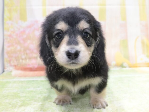 大阪府のミニチュアダックスフンド(ロング) (アミーゴ鳳店/2026年1月24日生まれ/男の子/ブラックイエロー)の子犬の2枚目の画像