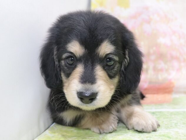 大阪府のミニチュアダックスフンド(ロング) (アミーゴ鳳店/2026年1月24日生まれ/男の子/ブラックイエロー)の子犬の3枚目の画像