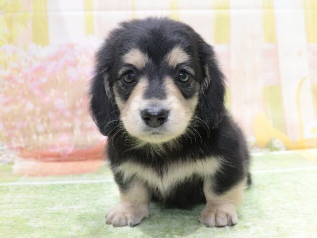 大阪府のミニチュアダックスフンド(ロング) (アミーゴ鳳店/2026年1月24日生まれ/男の子/ブラックイエロー)の子犬の4枚目の画像