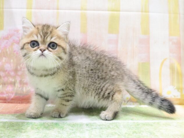 大阪府のエキゾチックショートヘアー (アミーゴ鳳店/2026年1月22日生まれ/男の子/ブラウンタビーホワイト)の子猫の2枚目の画像