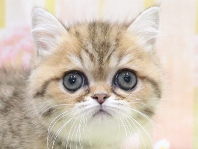 大阪府のエキゾチックショートヘアー (アミーゴ鳳店/2026年1月22日生まれ/男の子/ブラウンタビーホワイト)の子猫の3枚目の画像