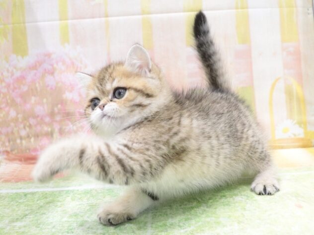 大阪府のエキゾチックショートヘアー (アミーゴ鳳店/2026年1月22日生まれ/男の子/ブラウンタビーホワイト)の子猫の4枚目の画像