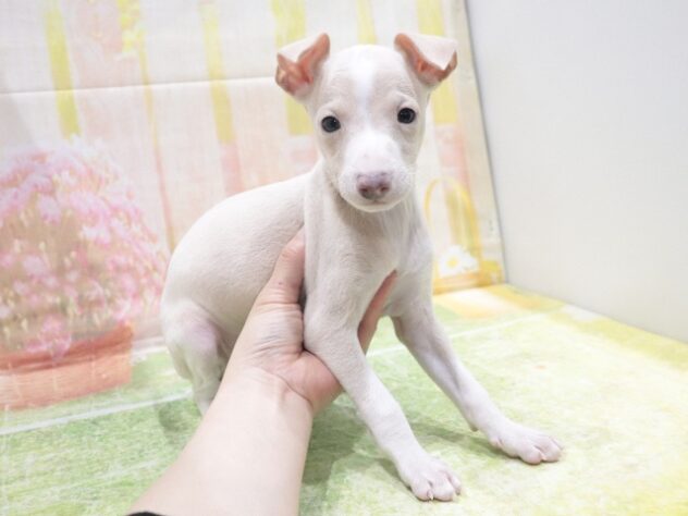 大阪府のイタリアングレーハウンド (アミーゴ鳳店/2026年1月26日生まれ/男の子/クリームホワイト)の子犬の2枚目の画像