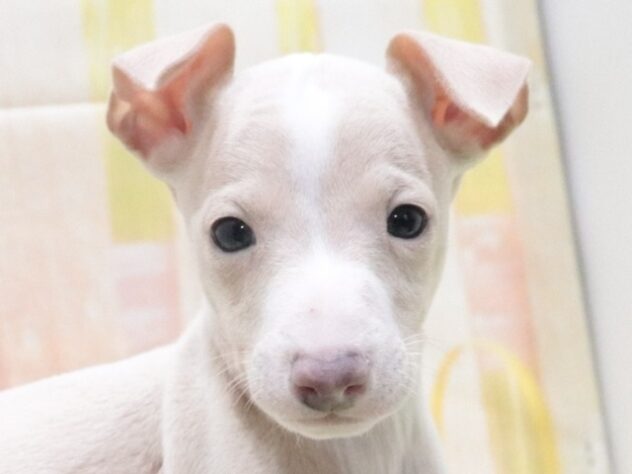 大阪府のイタリアングレーハウンド (アミーゴ鳳店/2026年1月26日生まれ/男の子/クリームホワイト)の子犬の3枚目の画像