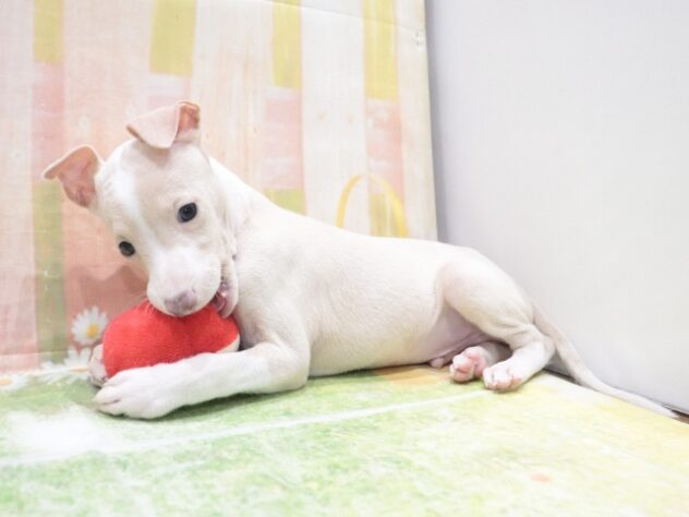 大阪府のイタリアングレーハウンド (アミーゴ鳳店/2026年1月26日生まれ/男の子/クリームホワイト)の子犬の4枚目の画像