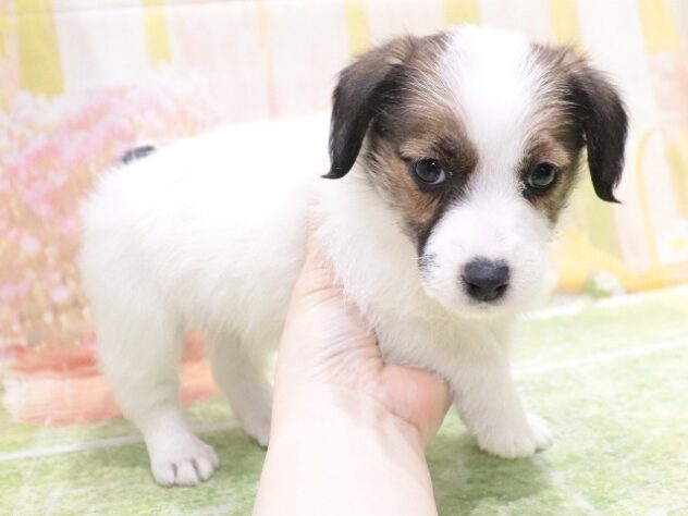 大阪府のジャックラッセルテリア (アミーゴ鳳店/2026年1月25日生まれ/女の子/ホワイトタン)の子犬の2枚目の画像