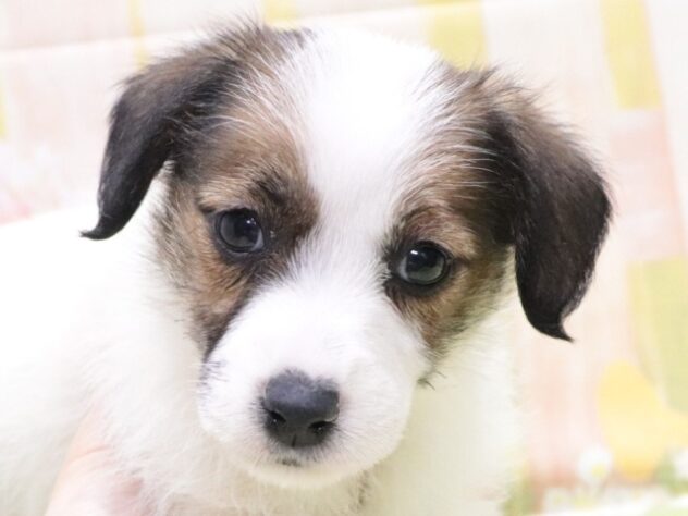 大阪府のジャックラッセルテリア (アミーゴ鳳店/2026年1月25日生まれ/女の子/ホワイトタン)の子犬の3枚目の画像