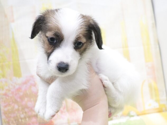 大阪府のジャックラッセルテリア (アミーゴ鳳店/2026年1月25日生まれ/女の子/ホワイトタン)の子犬の4枚目の画像