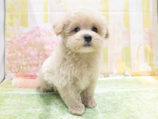 大阪府のハーフ犬・ミックス犬 (アミーゴ鳳店/2026年1月25日生まれ/男の子/アプリコット)の子犬の2枚目の画像