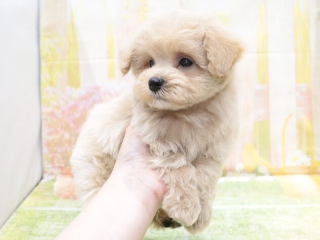 大阪府のハーフ犬・ミックス犬 (アミーゴ鳳店/2026年1月25日生まれ/男の子/アプリコット)の子犬の4枚目の画像