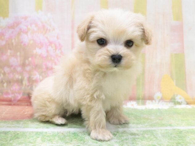 大阪府のハーフ犬・ミックス犬 (アミーゴ鳳店/2026年1月26日生まれ/男の子/アプリコット)の子犬の2枚目の画像