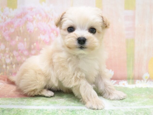 大阪府のハーフ犬・ミックス犬 (アミーゴ鳳店/2026年1月26日生まれ/男の子/アプリコット)の子犬の3枚目の画像