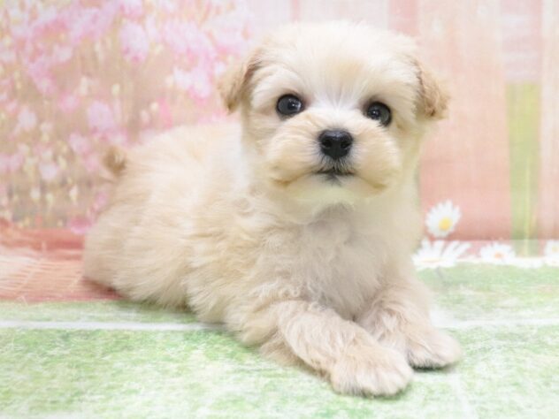 大阪府のハーフ犬・ミックス犬 (アミーゴ鳳店/2026年1月26日生まれ/男の子/アプリコット)の子犬の4枚目の画像