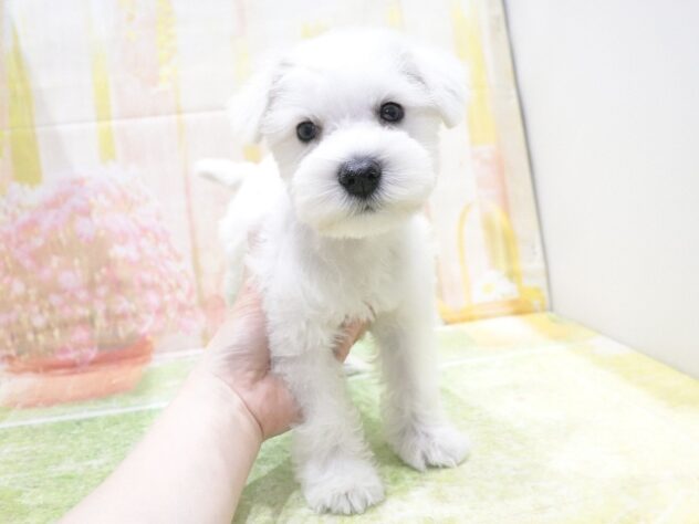 大阪府のミニチュアシュナウザー (アミーゴ鳳店/2026年1月24日生まれ/女の子/ホワイト)の子犬の2枚目の画像