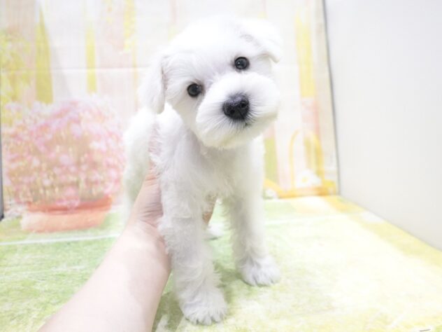 大阪府のミニチュアシュナウザー (アミーゴ鳳店/2026年1月24日生まれ/女の子/ホワイト)の子犬の3枚目の画像