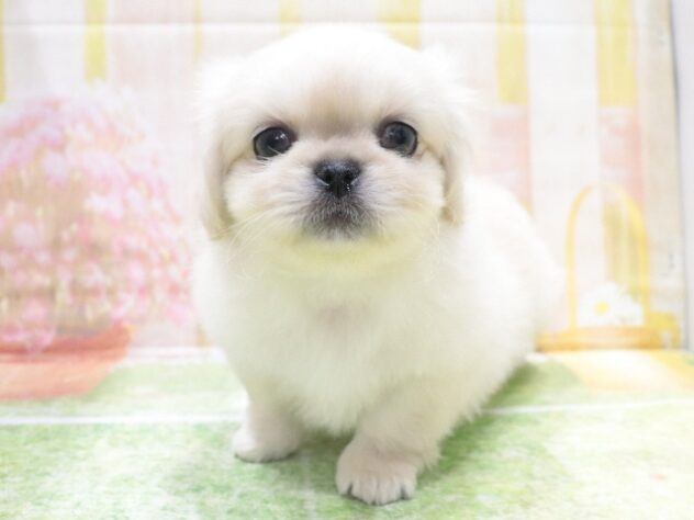 大阪府のペキニーズ (アミーゴ鳳店/2026年1月26日生まれ/男の子/ホワイト)の子犬の2枚目の画像