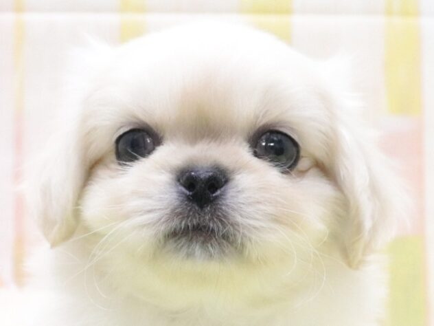 大阪府のペキニーズ (アミーゴ鳳店/2026年1月26日生まれ/男の子/ホワイト)の子犬の3枚目の画像
