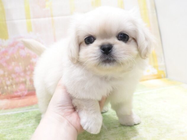 大阪府のペキニーズ (アミーゴ鳳店/2026年1月26日生まれ/男の子/ホワイト)の子犬の4枚目の画像