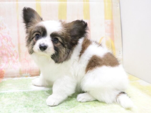 大阪府のハーフ犬・ミックス犬 (アミーゴ鳳店/2026年3月27日生まれ/女の子/パーティーカラー)の子犬の2枚目の画像