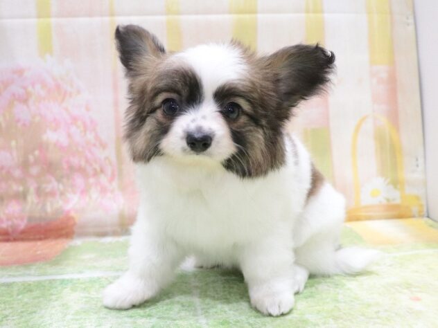 大阪府のハーフ犬・ミックス犬 (アミーゴ鳳店/2026年3月27日生まれ/女の子/パーティーカラー)の子犬の3枚目の画像