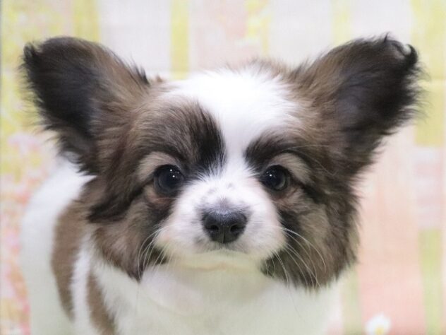 大阪府のハーフ犬・ミックス犬 (アミーゴ鳳店/2026年3月27日生まれ/女の子/パーティーカラー)の子犬の4枚目の画像