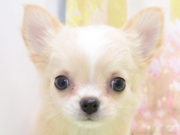 大阪府のチワワ(ロング) (アミーゴ鳳店/2026年1月3日生まれ/女の子/クリームホワイト)の子犬の2枚目の画像