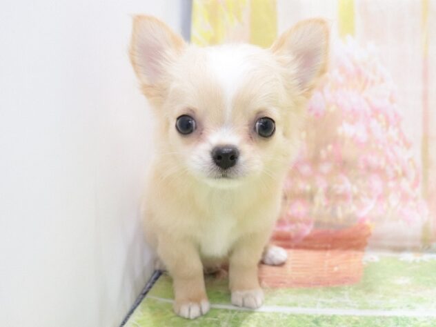 大阪府のチワワ(ロング) (アミーゴ鳳店/2026年1月3日生まれ/女の子/クリームホワイト)の子犬の3枚目の画像