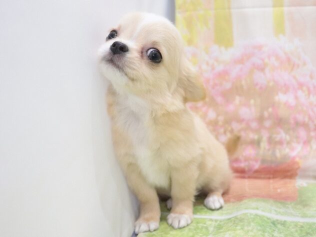 大阪府のチワワ(ロング) (アミーゴ鳳店/2026年1月3日生まれ/女の子/クリームホワイト)の子犬の4枚目の画像