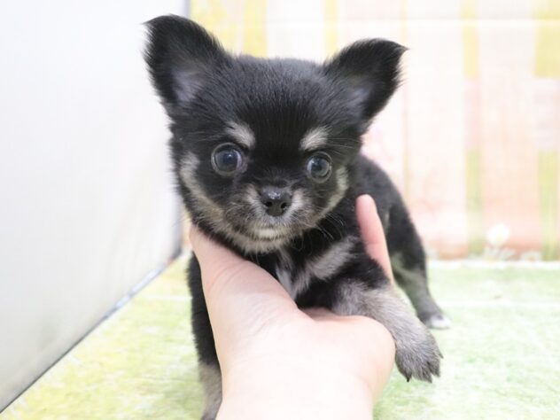 大阪府のチワワ(ロング) (アミーゴ鳳店/2026年1月5日生まれ/女の子/ブラックタンホワイト)の子犬の2枚目の画像