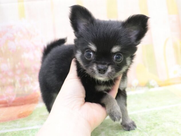 大阪府のチワワ(ロング) (アミーゴ鳳店/2026年1月5日生まれ/女の子/ブラックタンホワイト)の子犬の4枚目の画像