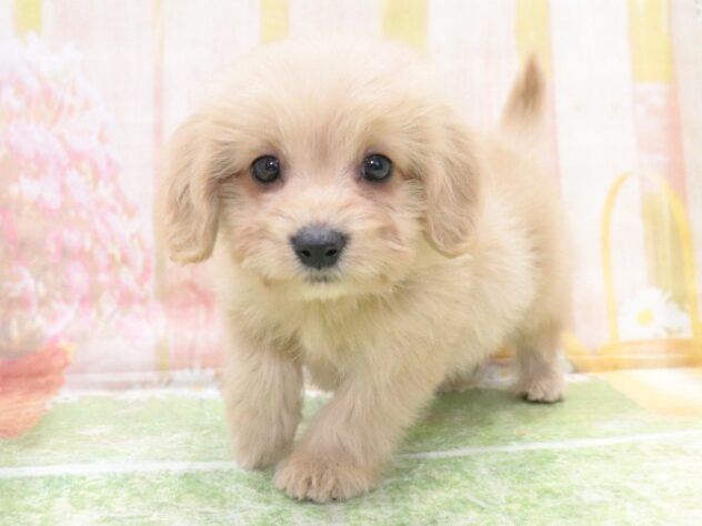 大阪府のハーフ犬・ミックス犬 (アミーゴ鳳店/2026年1月6日生まれ/男の子/クリーム)の子犬の2枚目の画像