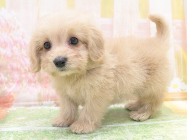 大阪府のハーフ犬・ミックス犬 (アミーゴ鳳店/2026年1月6日生まれ/男の子/クリーム)の子犬の3枚目の画像