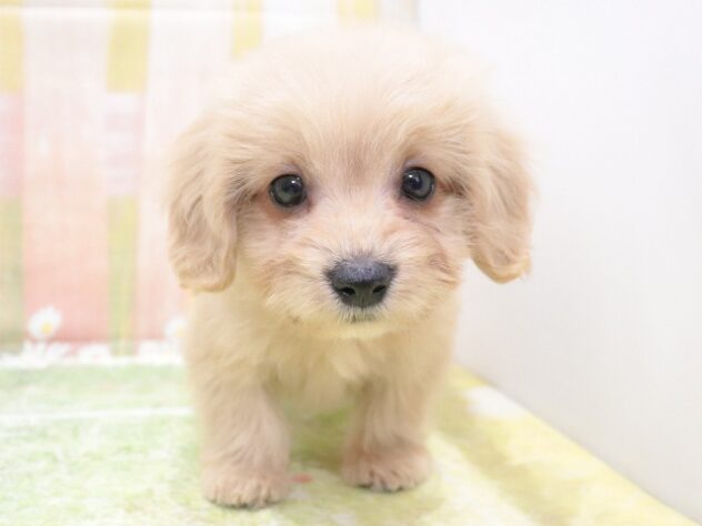 大阪府のハーフ犬・ミックス犬 (アミーゴ鳳店/2026年1月6日生まれ/男の子/クリーム)の子犬の4枚目の画像