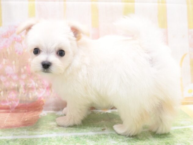 大阪府のハーフ犬・ミックス犬 (アミーゴ鳳店/2026年1月2日生まれ/男の子/クリーム)の子犬の2枚目の画像