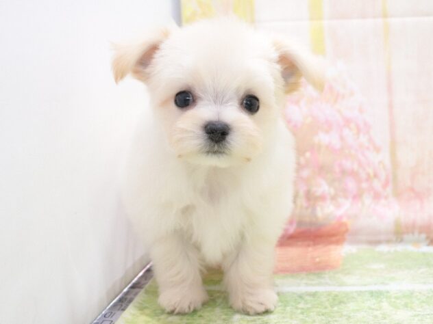 大阪府のハーフ犬・ミックス犬 (アミーゴ鳳店/2026年1月2日生まれ/男の子/クリーム)の子犬の3枚目の画像