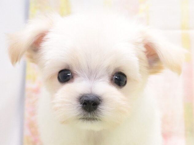 大阪府のハーフ犬・ミックス犬 (アミーゴ鳳店/2026年1月2日生まれ/男の子/クリーム)の子犬の4枚目の画像