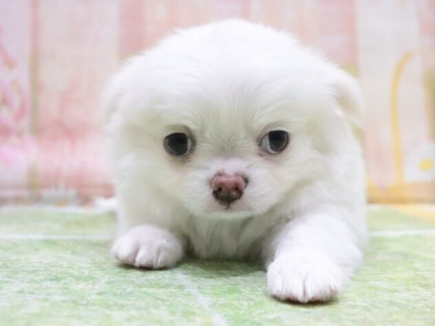 大阪府のチワワ(ロング) (アミーゴ鳳店/2026年1月8日生まれ/男の子/ホワイトクリーム)の子犬の2枚目の画像