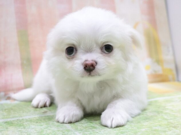 大阪府のチワワ(ロング) (アミーゴ鳳店/2026年1月8日生まれ/男の子/ホワイトクリーム)の子犬の4枚目の画像