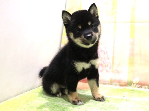 大阪府の豆柴 (アミーゴ鳳店/2026年1月7日生まれ/女の子/黒)の子犬の2枚目の画像