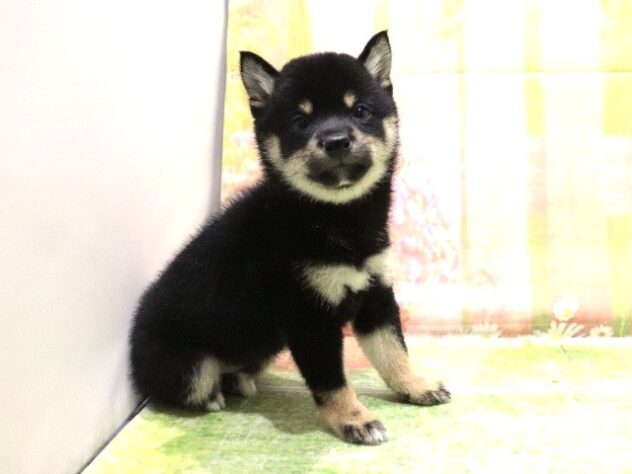 大阪府の豆柴 (アミーゴ鳳店/2026年1月7日生まれ/女の子/黒)の子犬の4枚目の画像