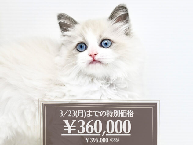 岡山県のラグドール (アミーゴ大安寺店/2025年12月28日生まれ/女の子/ブルーポイントバイカラー)の子猫の1枚目の画像