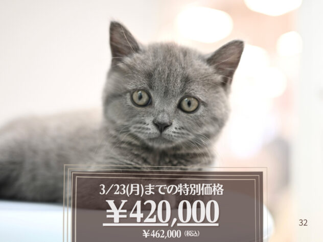 岡山県のブリティッシュショートヘアー (アミーゴ大安寺店/2025年12月11日生まれ/女の子/ブルー)の子猫の1枚目の画像