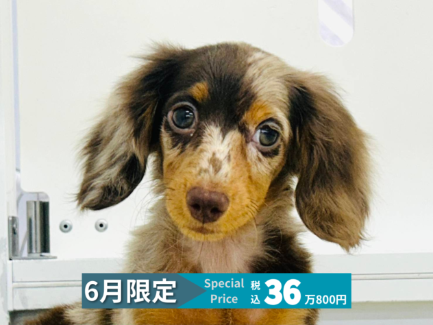 岡山県のミニチュアダックスフンド(ロング) (アミーゴ水島店/2026年1月26日生まれ/女の子/チョコレートダップル)の子犬の1枚目の画像